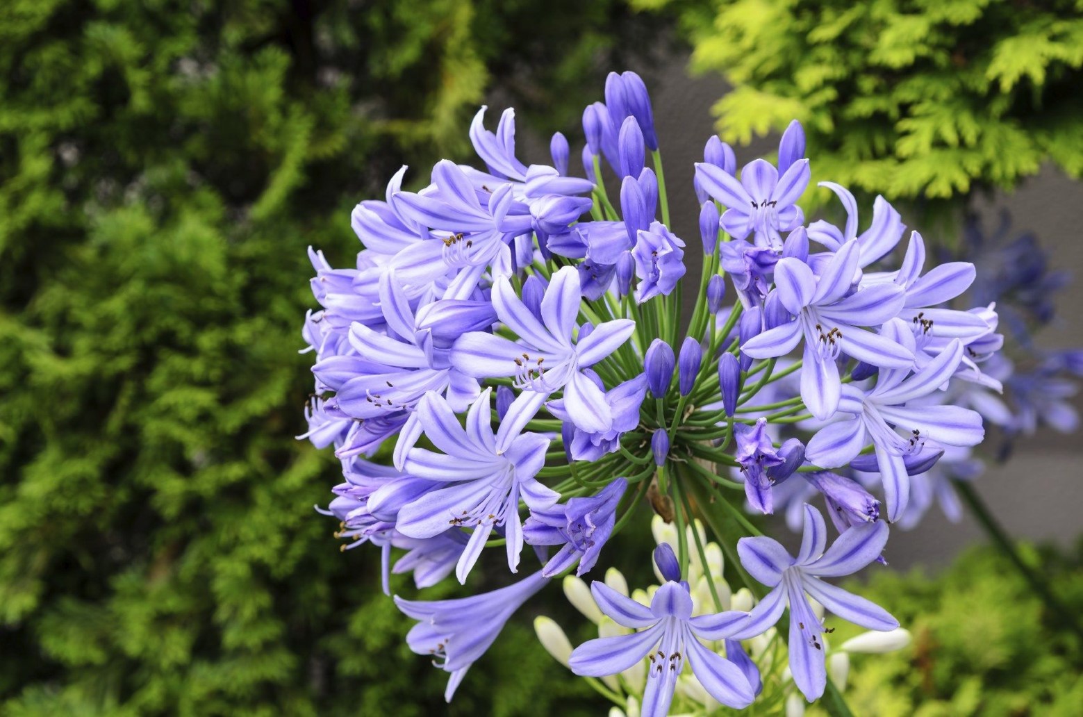 HOW TO GROW AND CARE FOR AGAPANTHUS